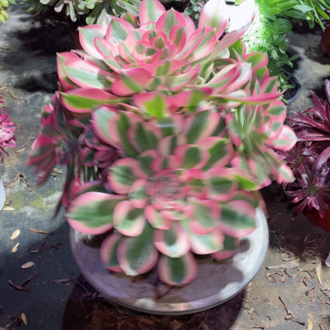 多肉植物粉女郎754