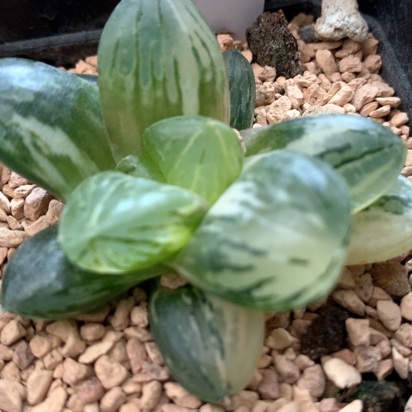 【闪购商品】346玉潭寿锦