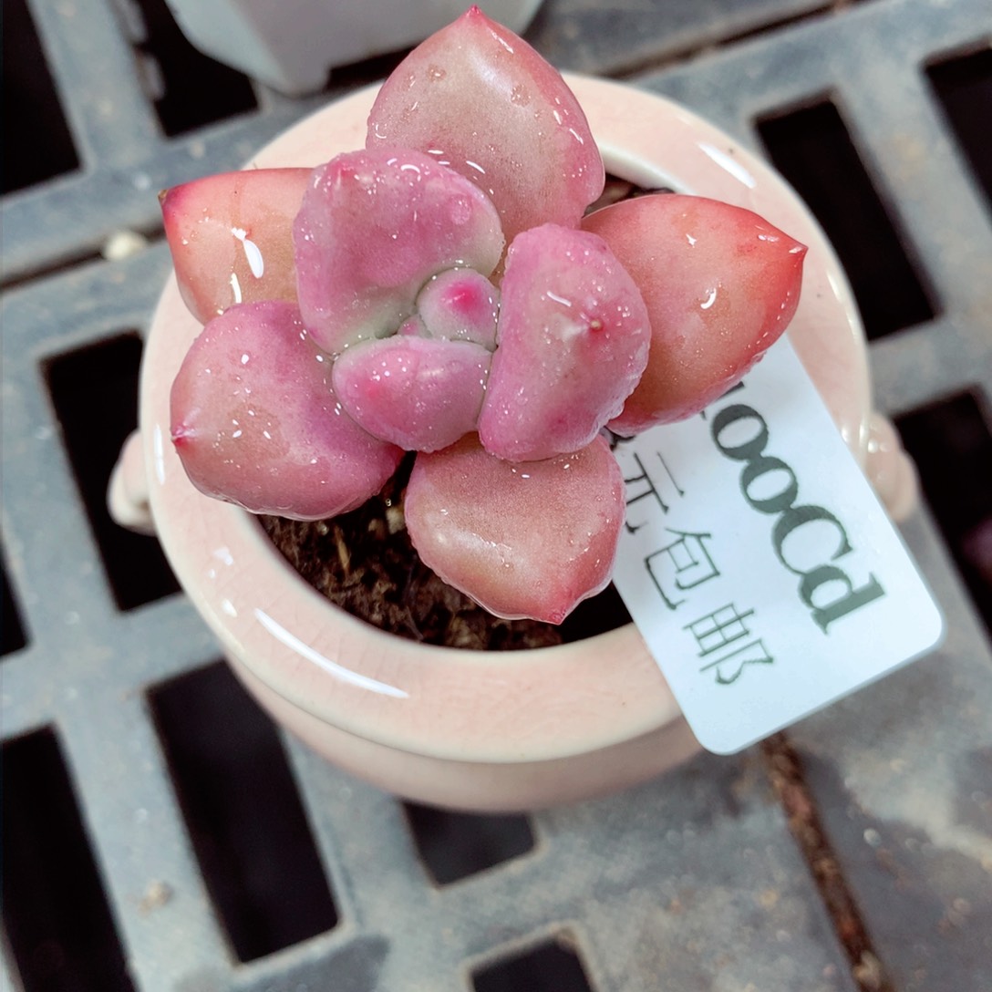 5厘米盆精控多肉4100