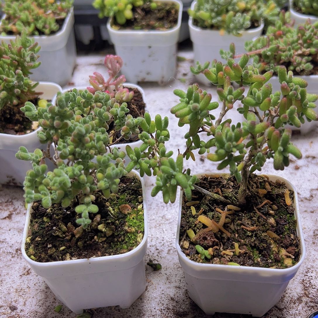 莱斯糖球老桩2盆19包邮