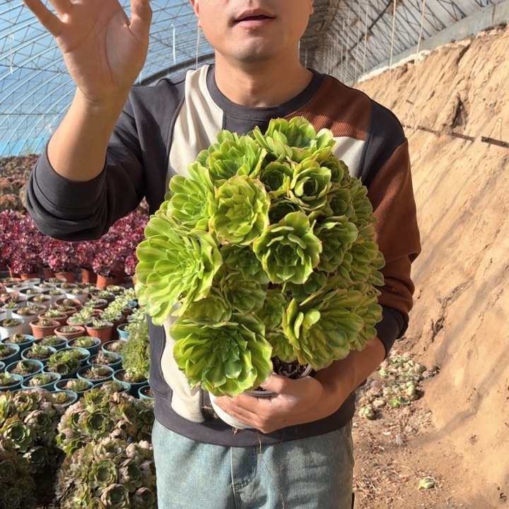 精品超大颗翡翠琉璃