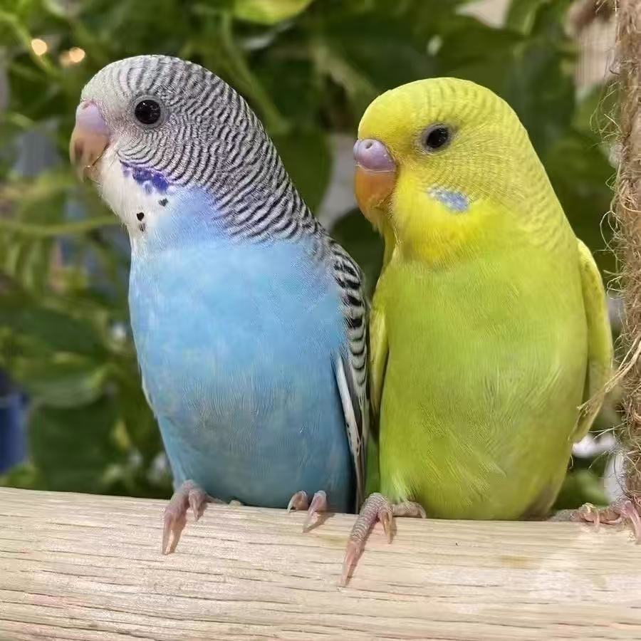 鹦鹉活鸟宠物鸟鹦鹉活鸟活物亲人手玩繁殖鸟运输包活