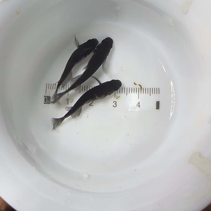 青鳉鱼观背青鱂16