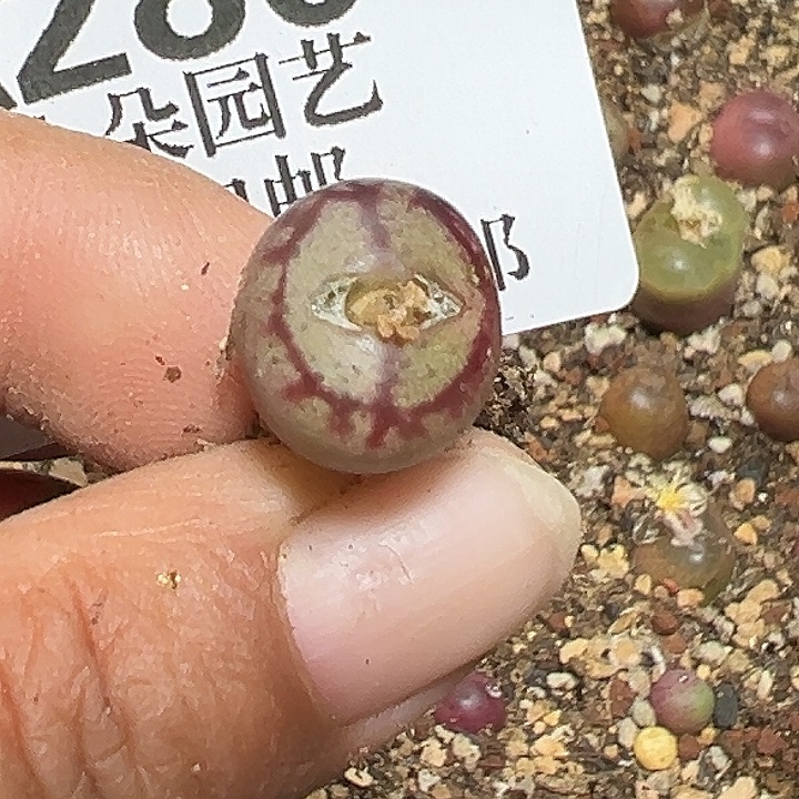 钧***钧280号吕毛杂zzyyyxyzyy