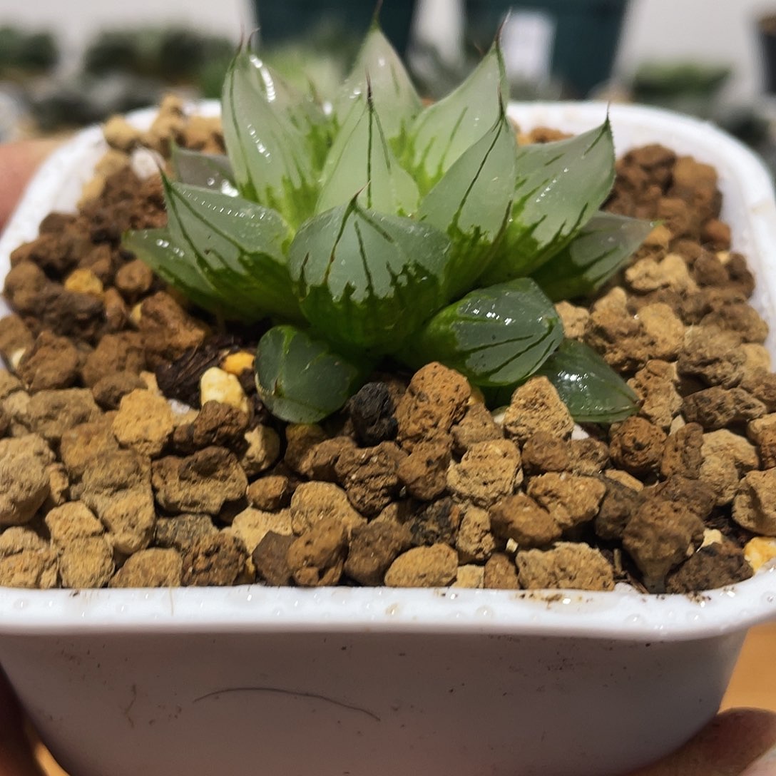 万象盆正版西亚基多肉