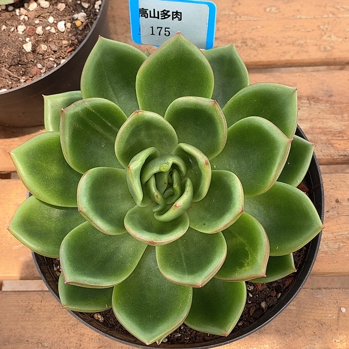 175-直播福利 东云