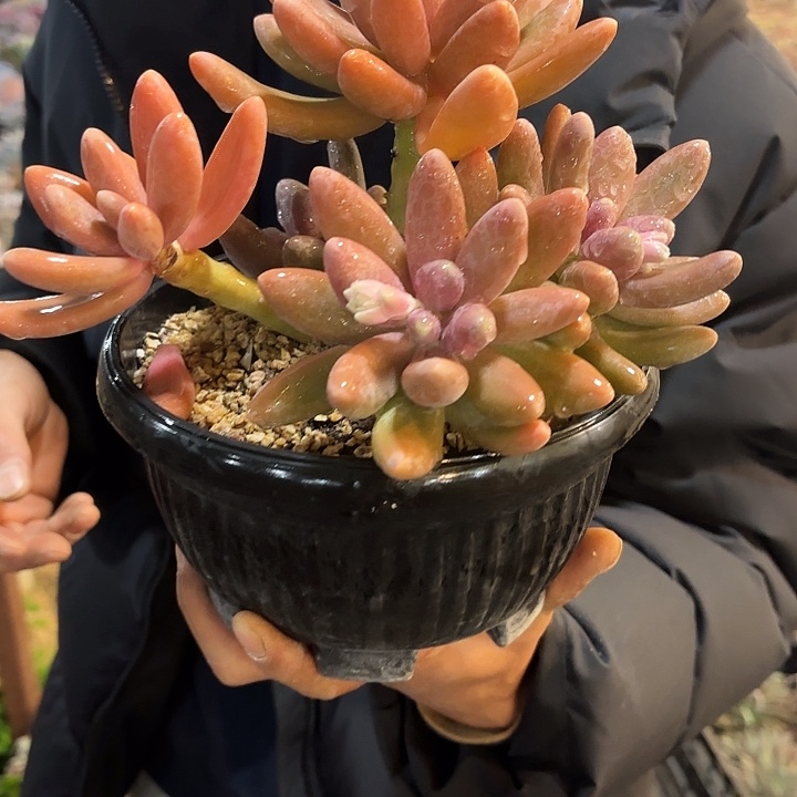 糖果美人老桩群生精品