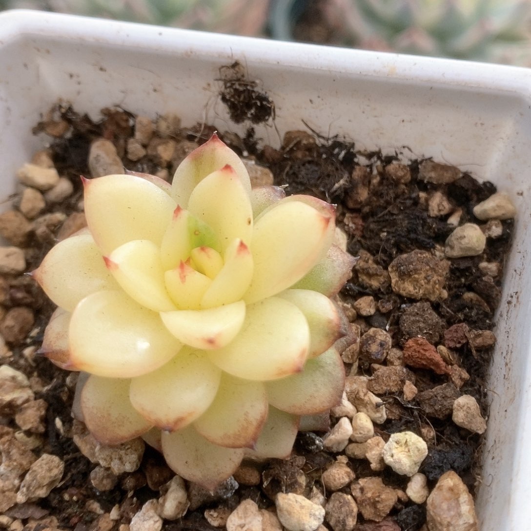 089黑水晶锦锦锦锦锦锦锦