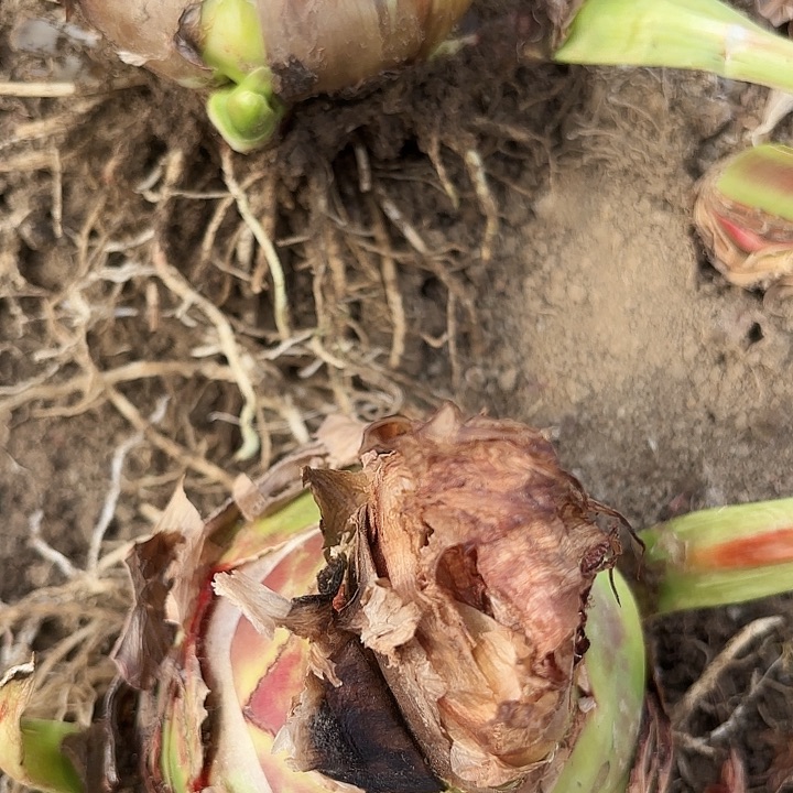 杂交大球12-13开花不售后