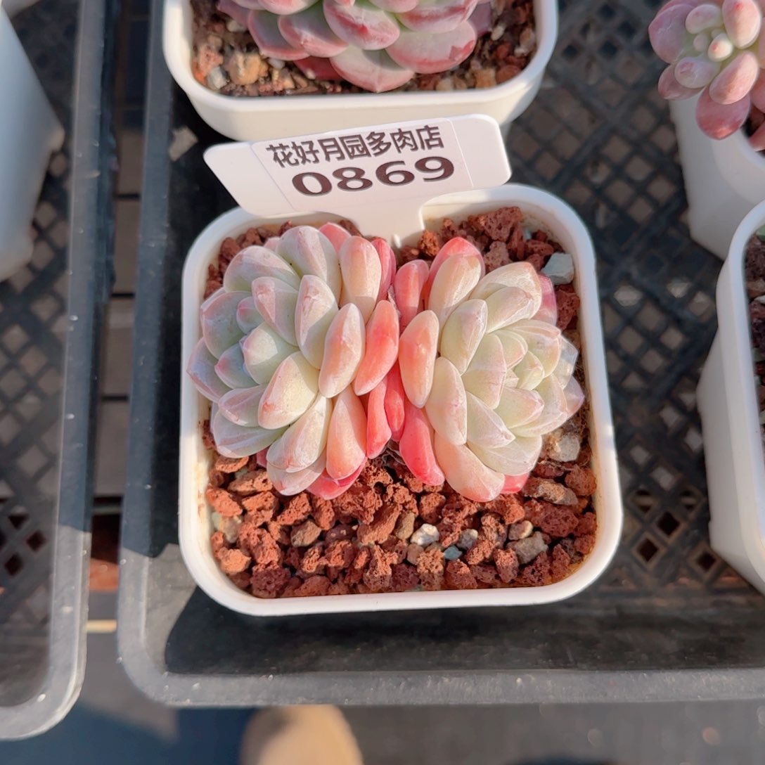 多肉植物0869………..