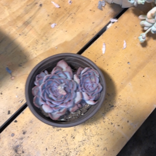 多肉植物双头暗冰