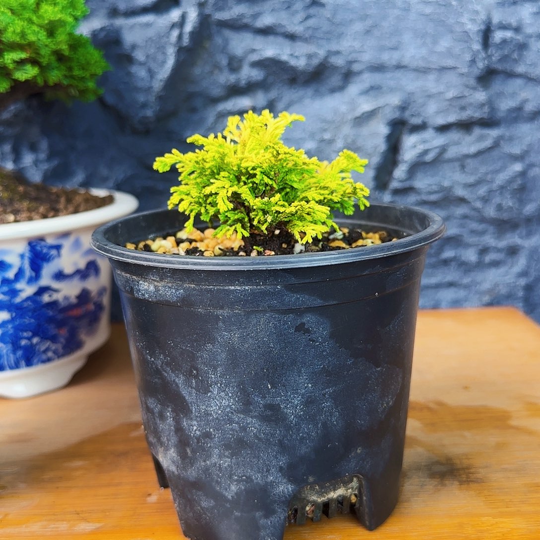 微***好无花朵黄金石化羽1颗