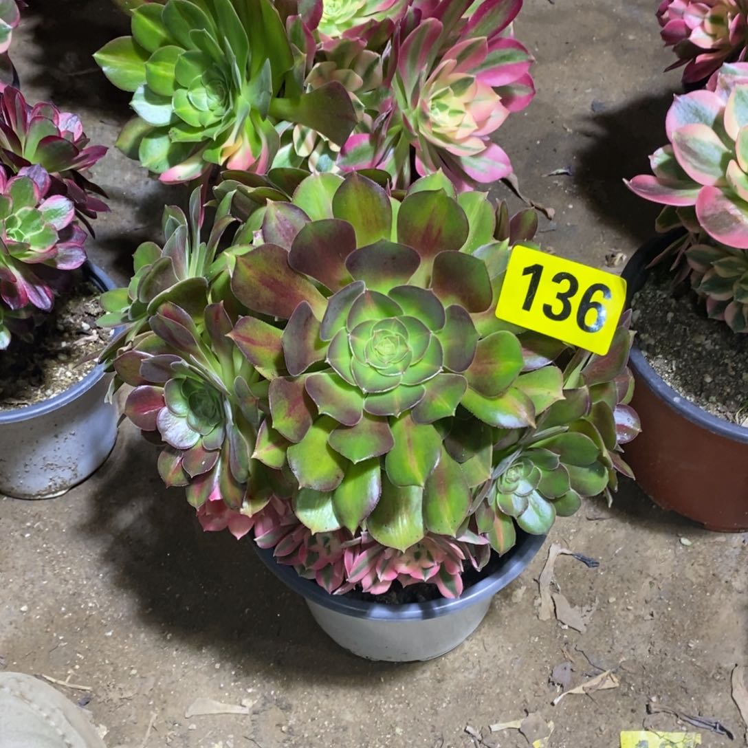 痛***着粉女巫变异多肉法师136