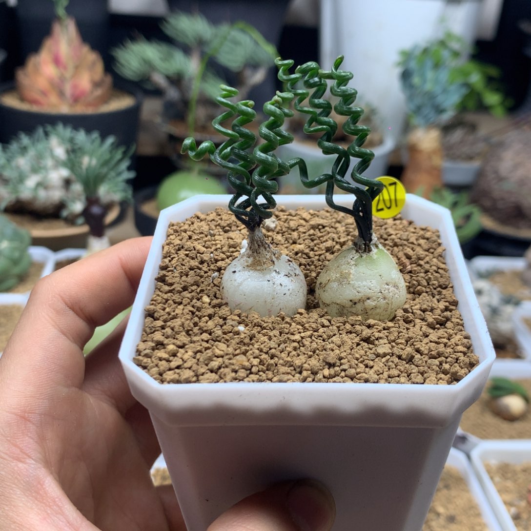 钢丝弹簧草多肉带盆207