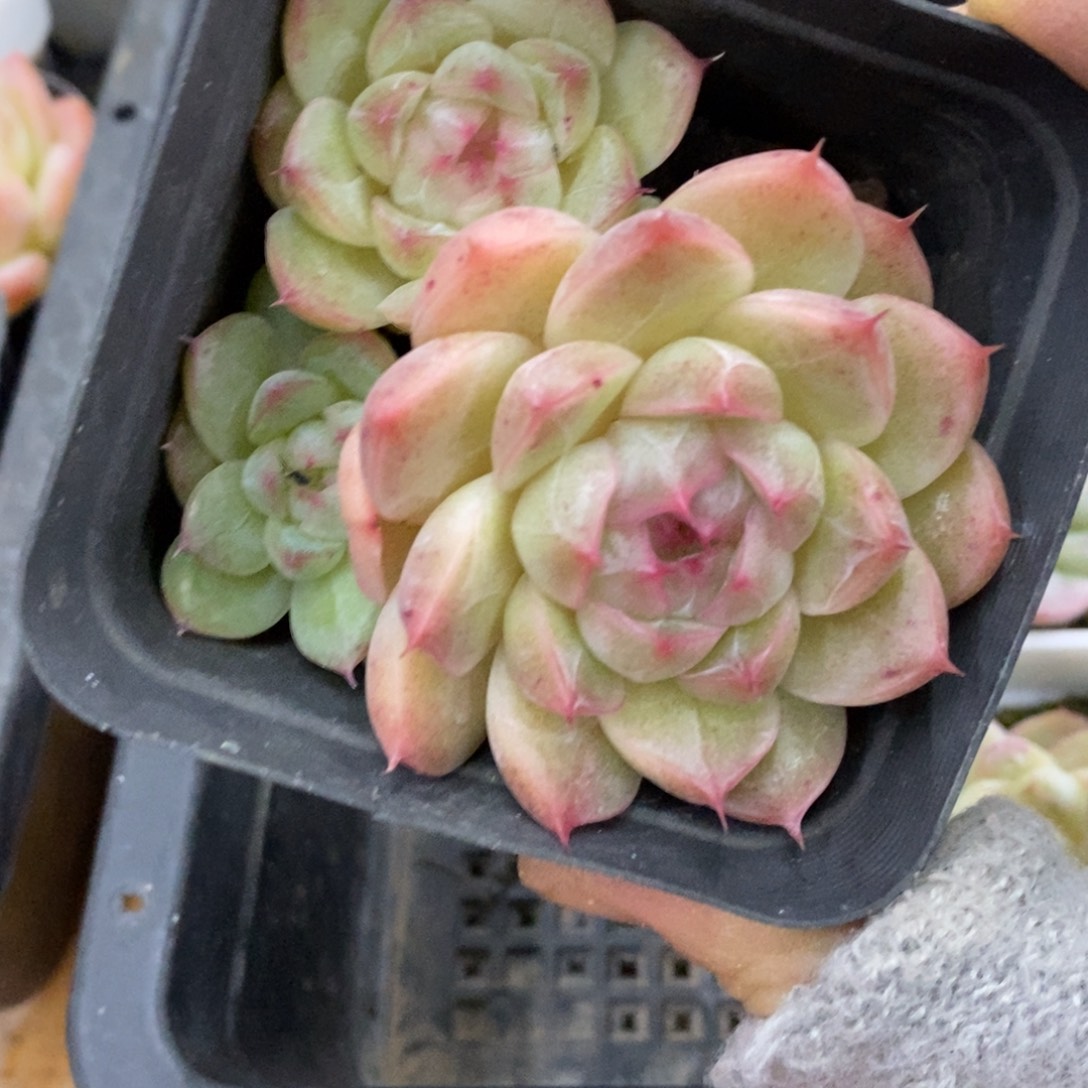 精品多肉一物一拍不包整464