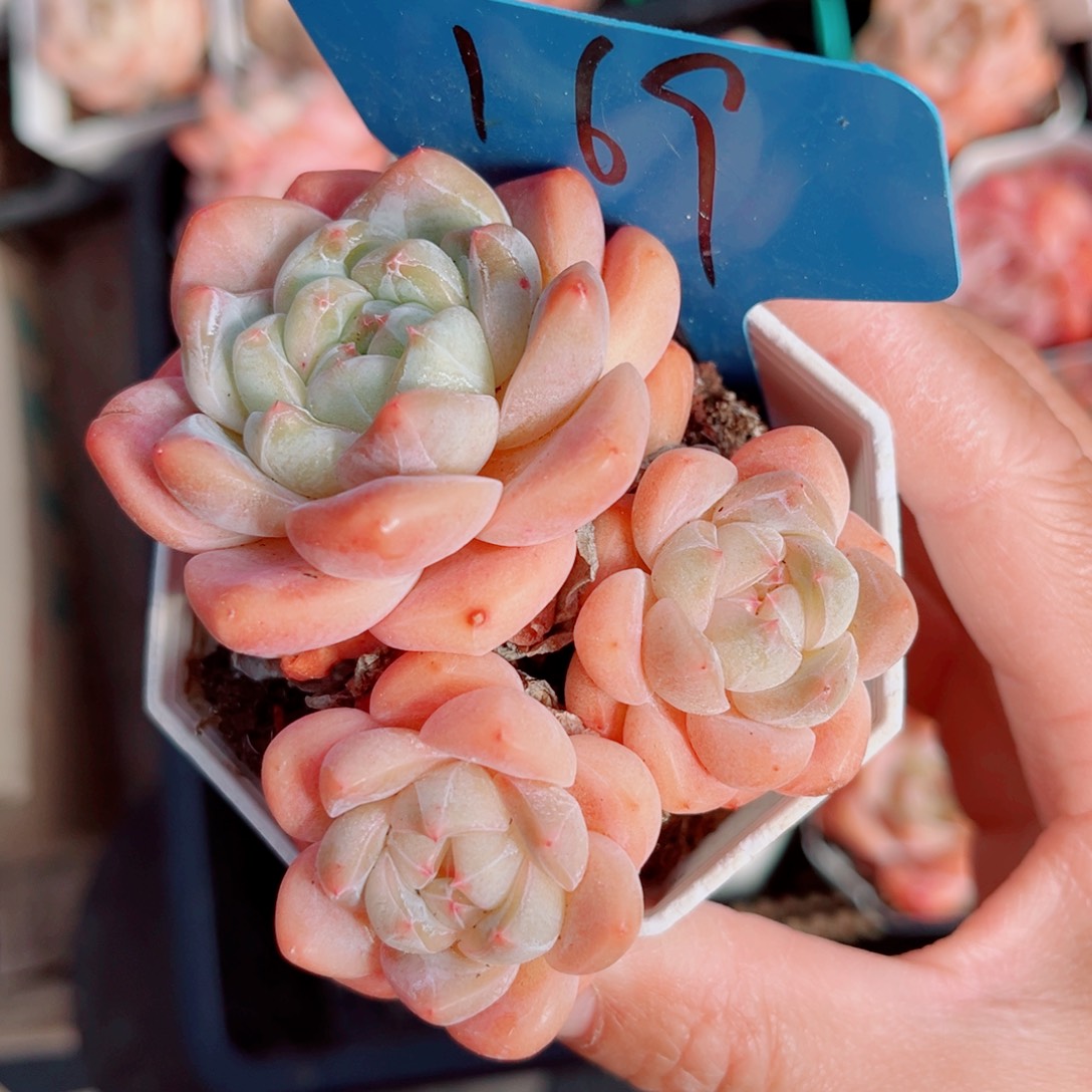 169号小老桩糖心群