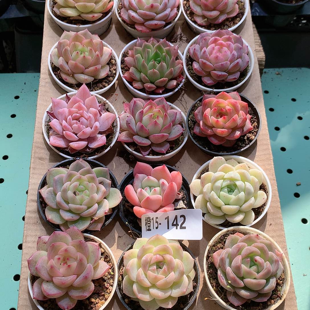 15-142一物一拍带盆18颗