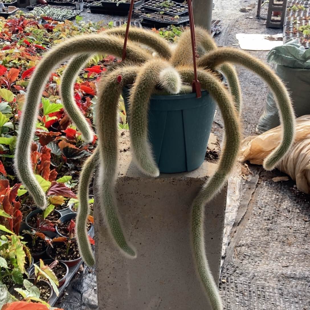 38米九尾狐脱土发货