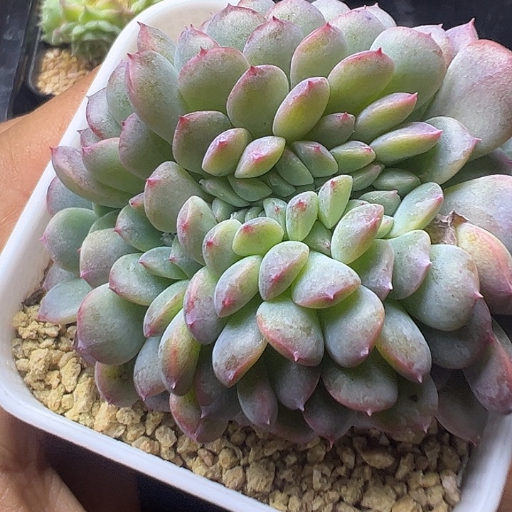 甜心缀化111111111