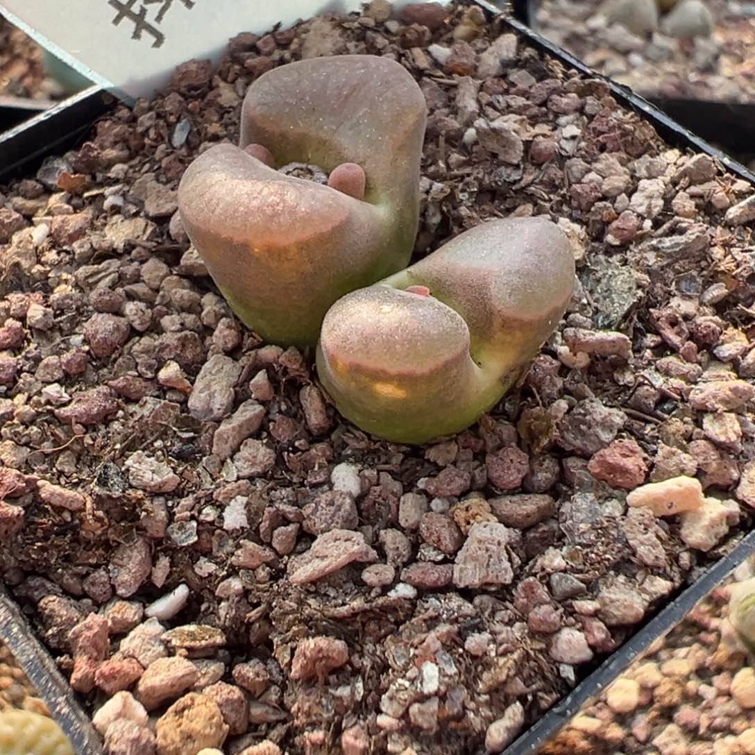 我***了22-112肉锥多肉植物，