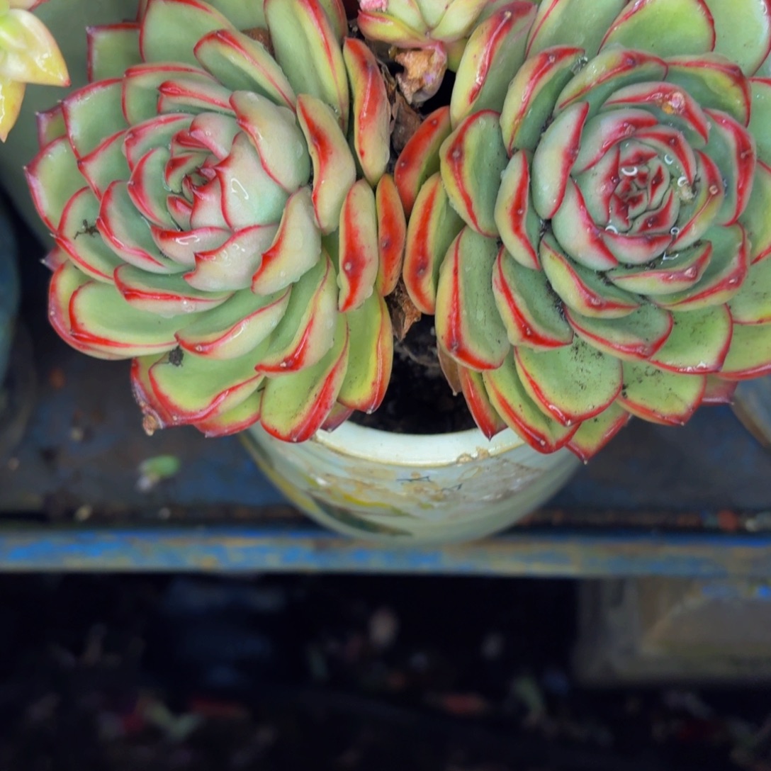 沉***金老桩精品肉肉万宝龙