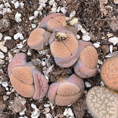 【闪购商品】25191