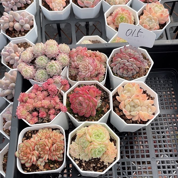 薇薇安园艺多肉015