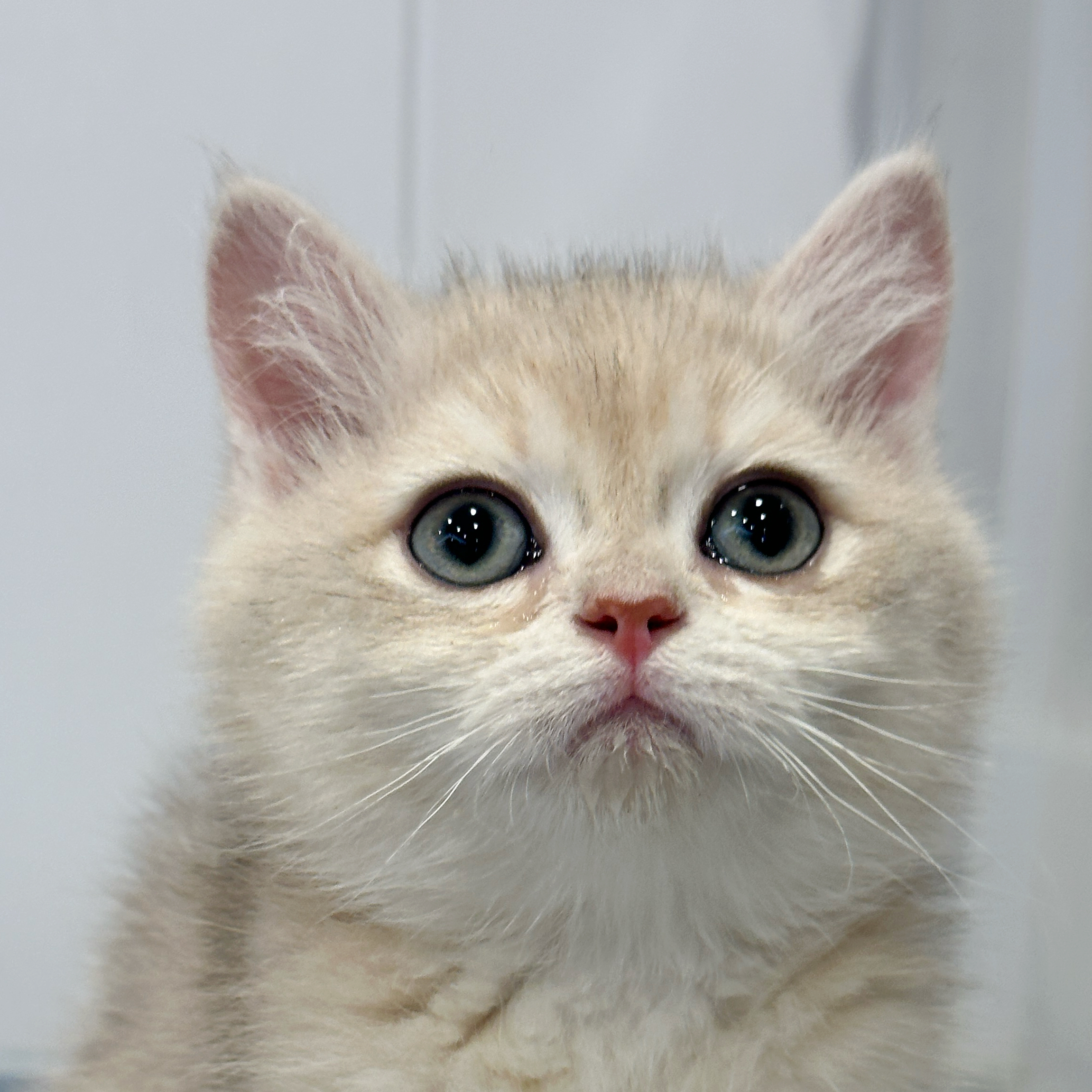 来了姊妹-蓝金英短猫-弟弟-09