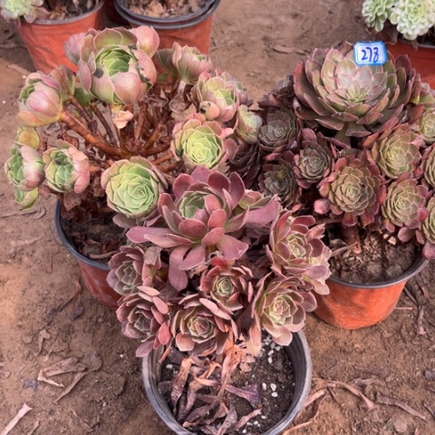 278多肉植物组合，