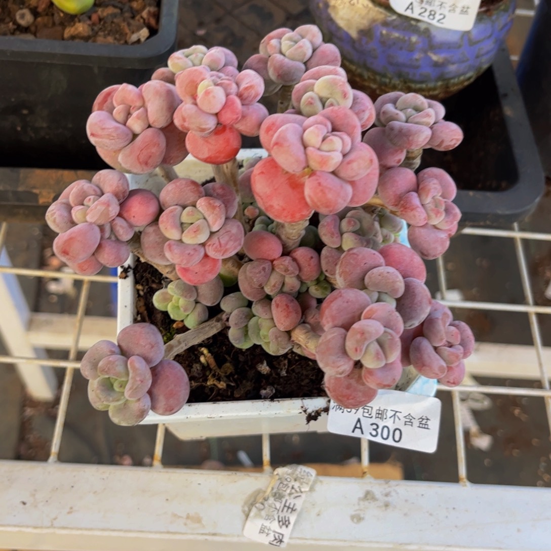 t***t300腰子洛神10cm多肉植物