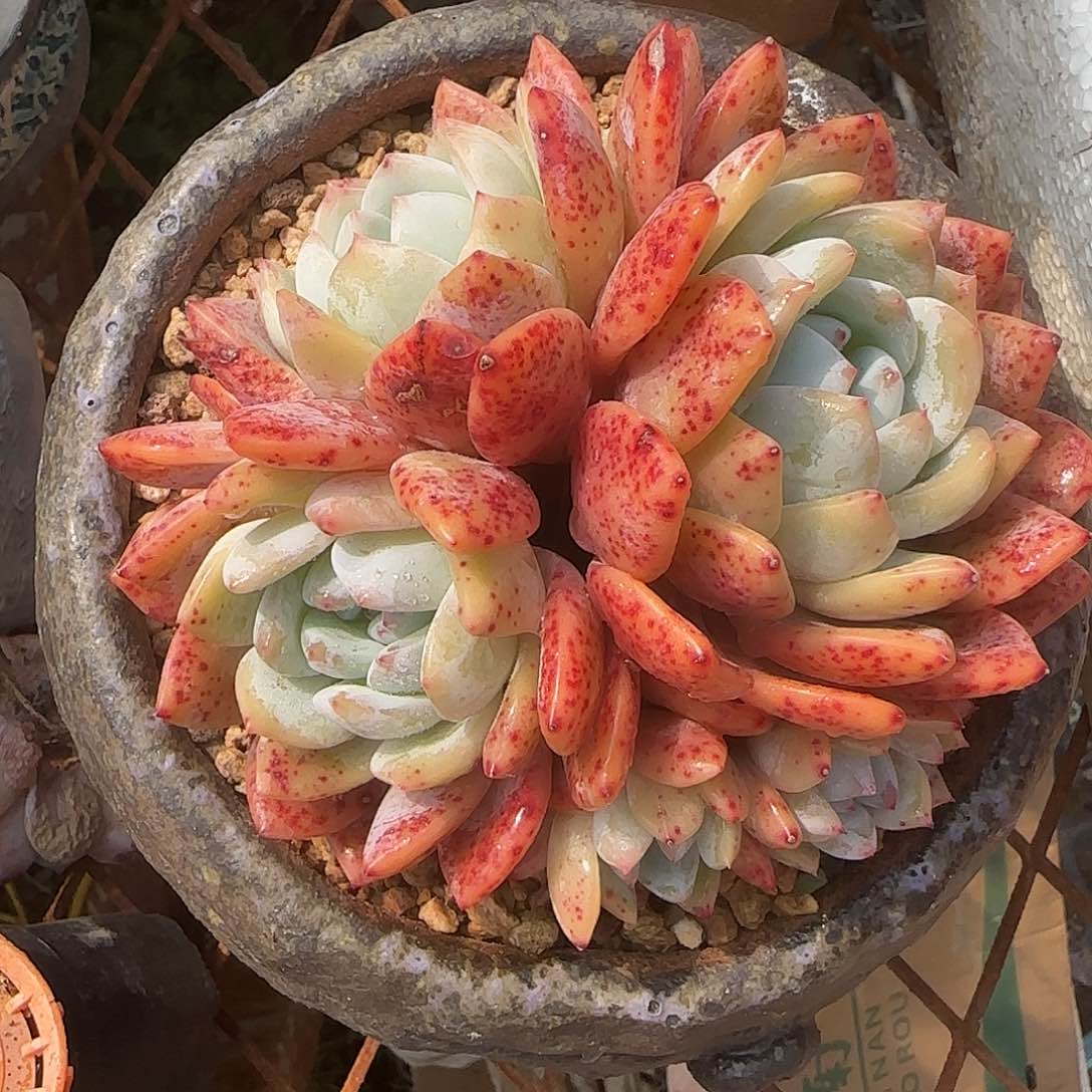 精控老桩红血橙一物一拍