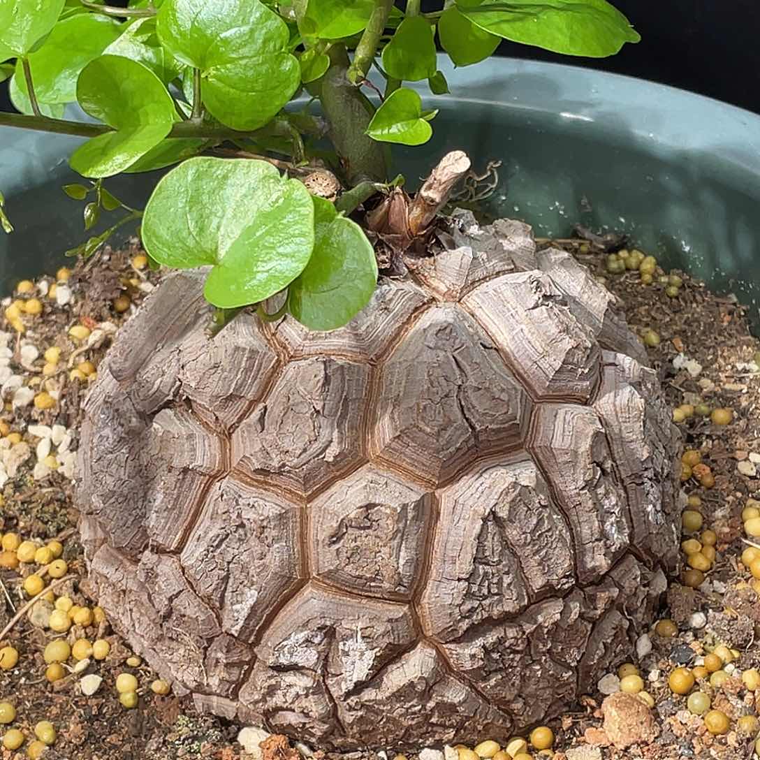 11.8公分左右龟甲龙养定带盆发货