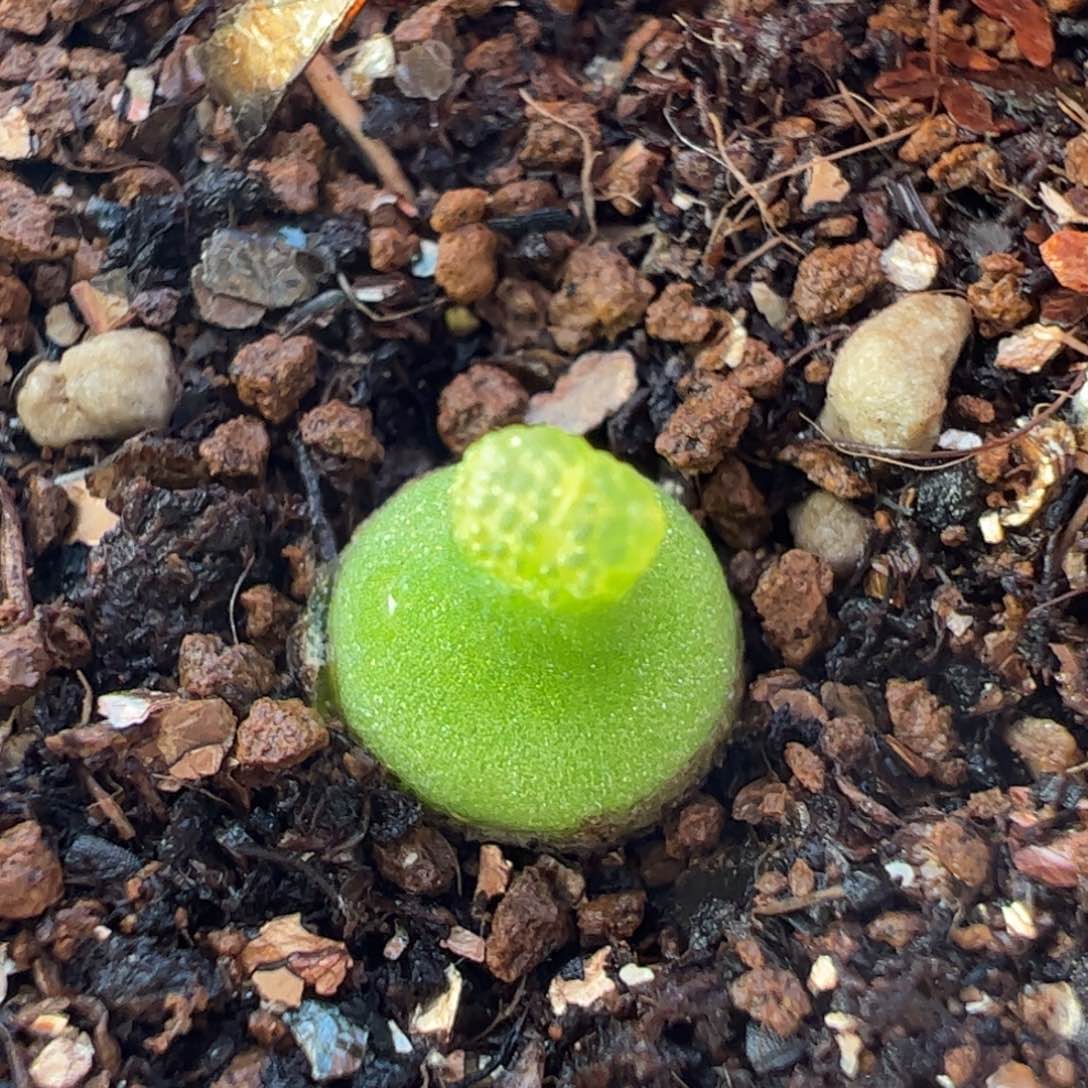 0.8厘米小葫芦5年带盆