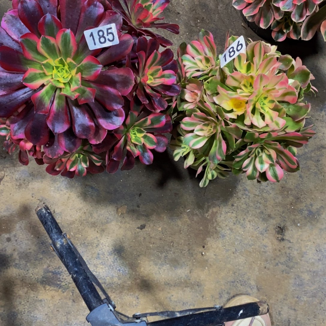 美杜莎➕香妃185。186多肉