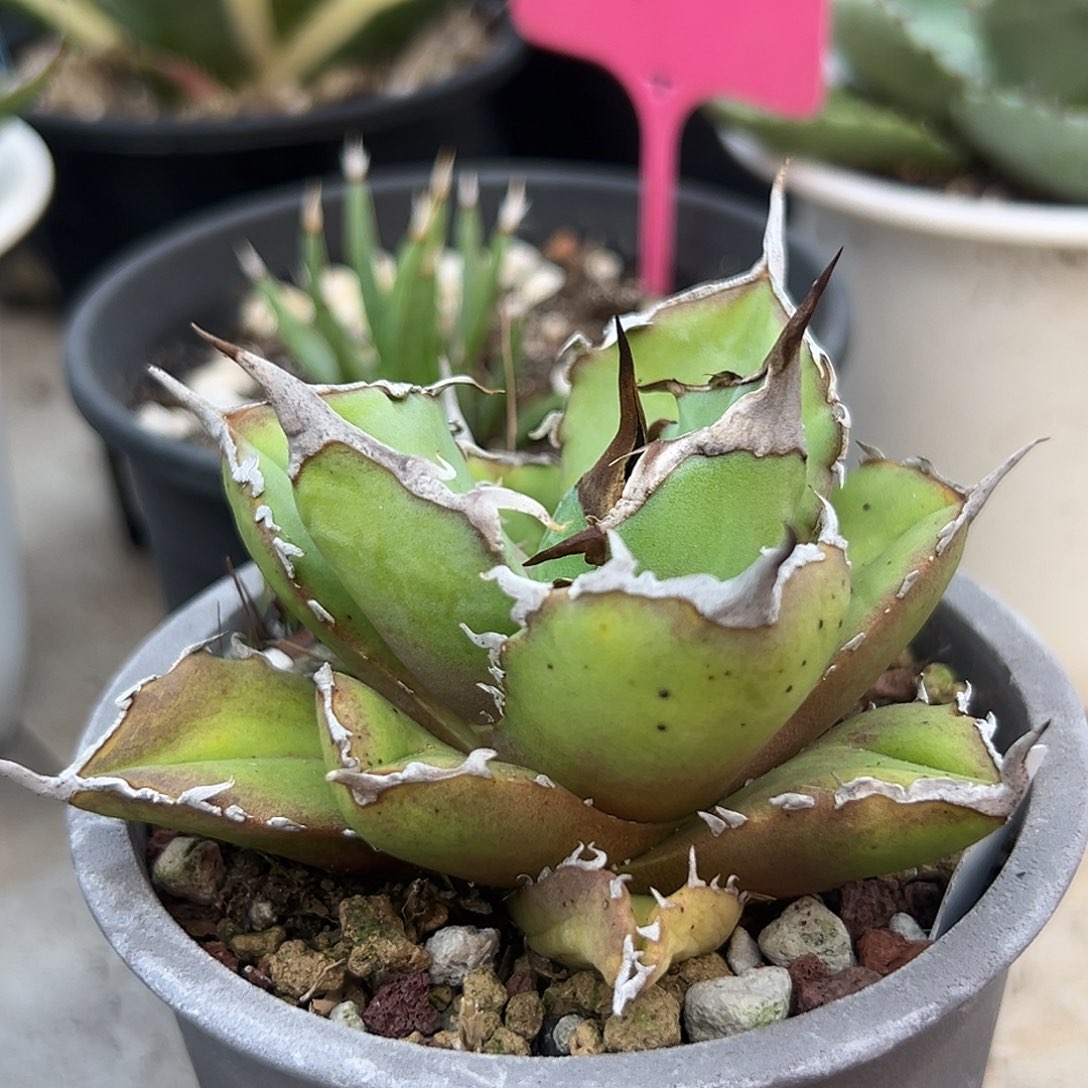 白胡子一物一拍偏远不包邮不退不换