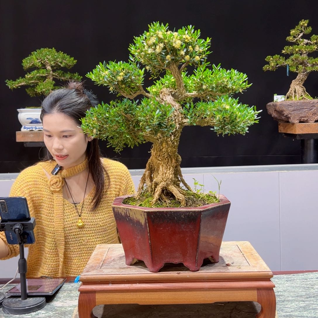 黄杨盆景老桩四季长青