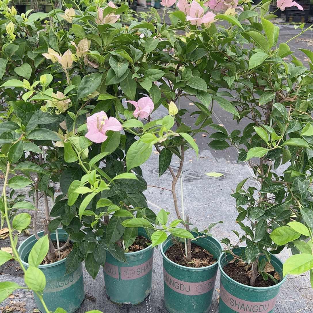 大部分开放少量花苞赛佛里一棵