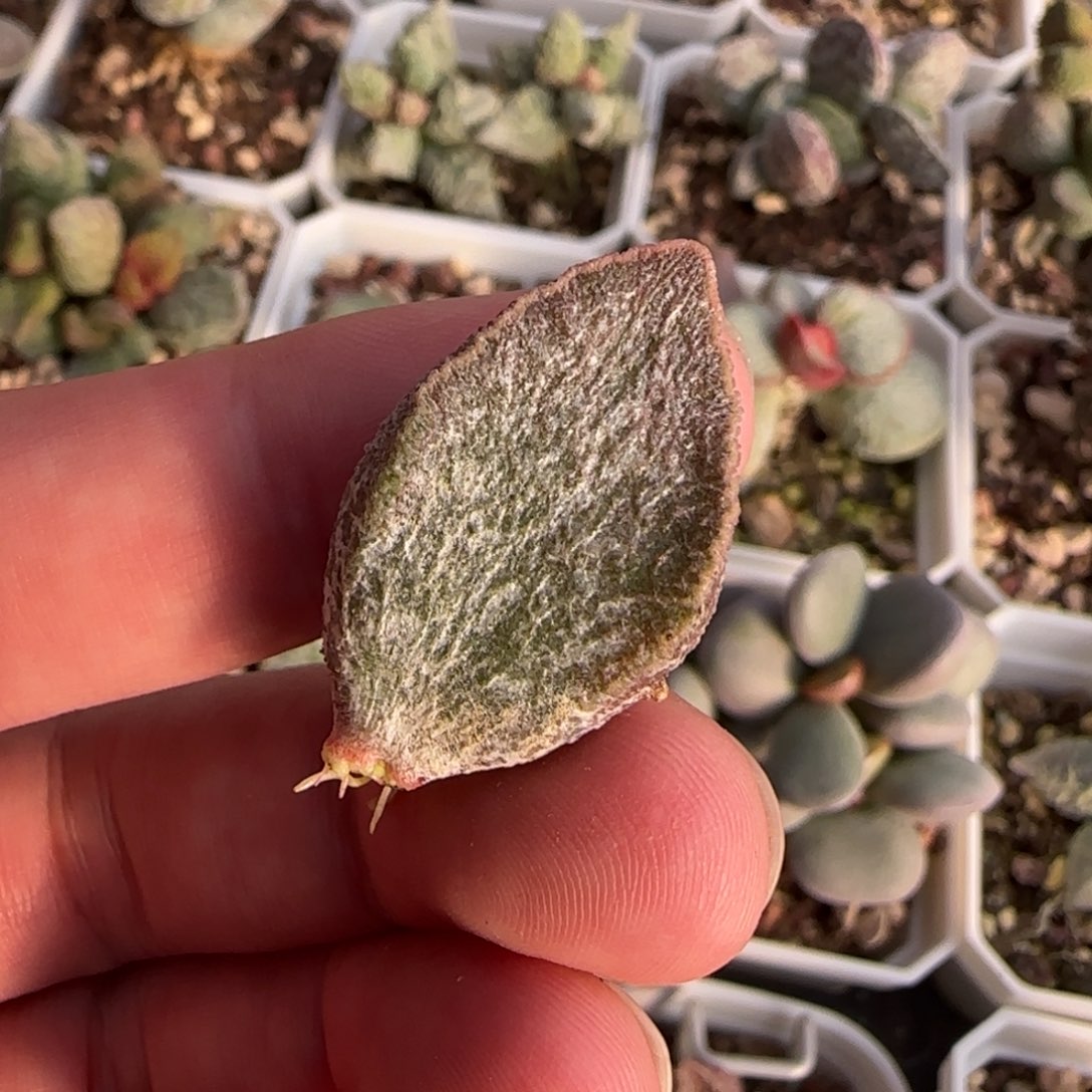 红色锦鲤水泡多肉