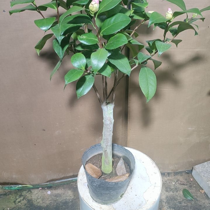 360玛丽公主，原盆原土发货，不包邮