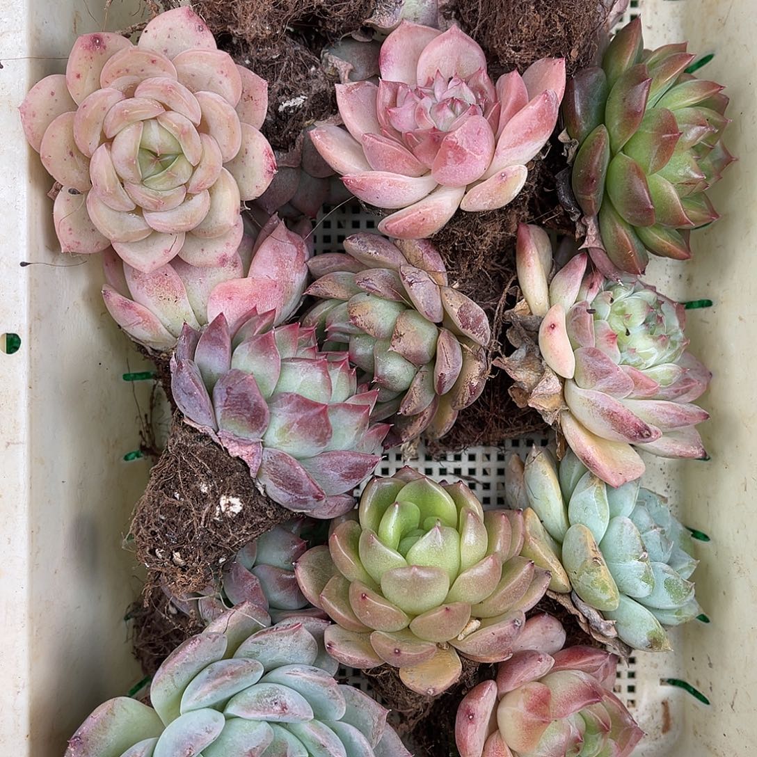 多肉一物一拍26-152