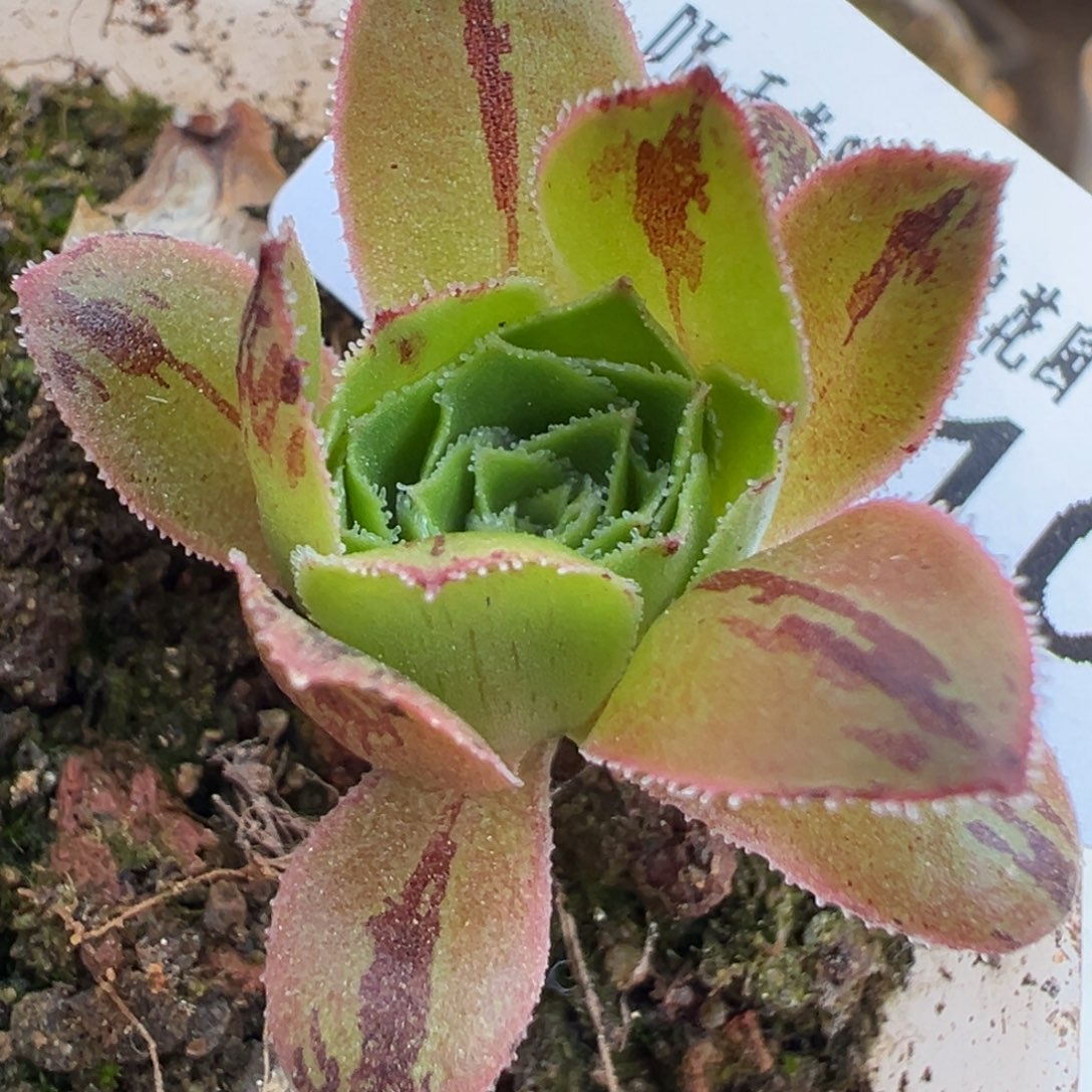 陈陈810孤契龙霜。 