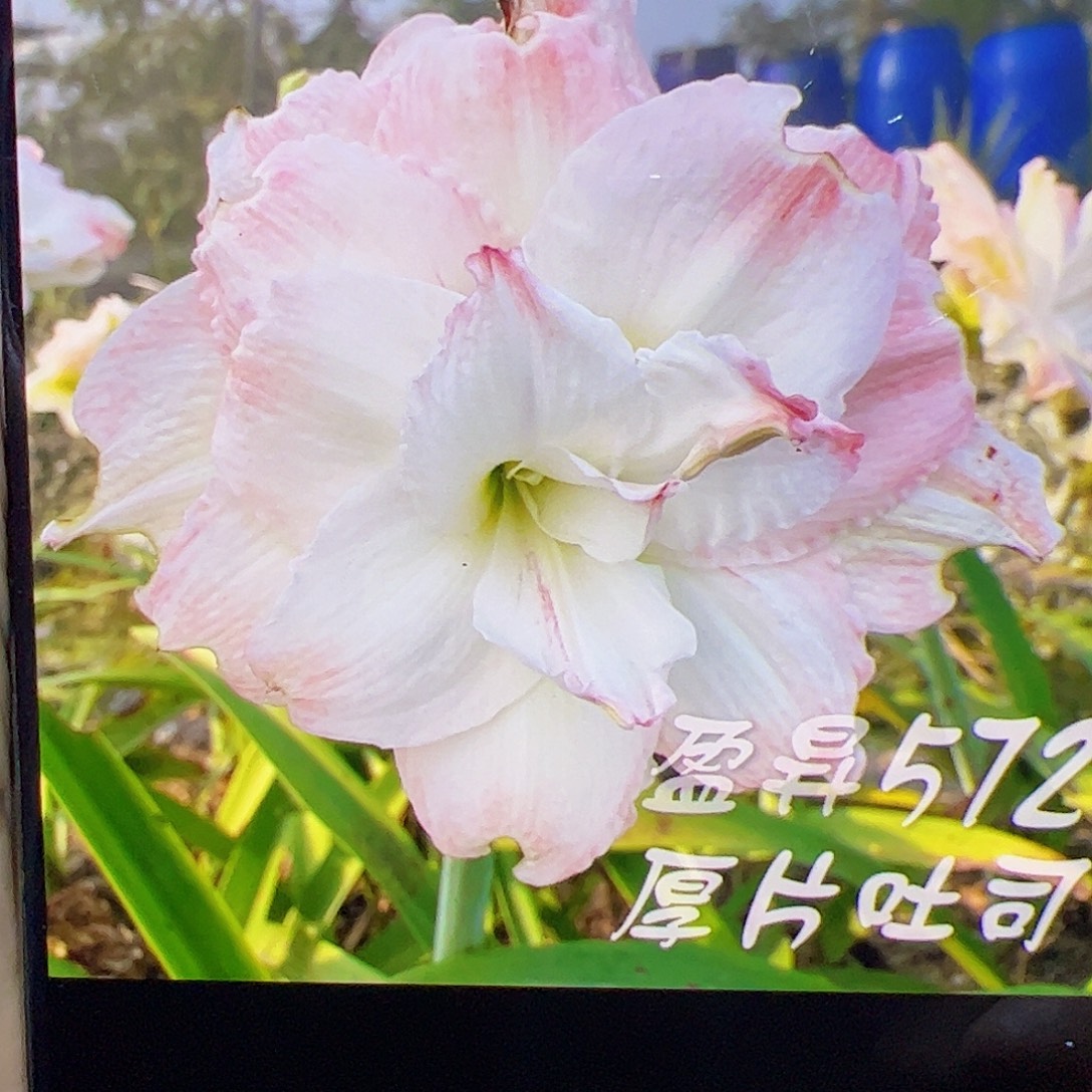 朱顶红572开花球5cm