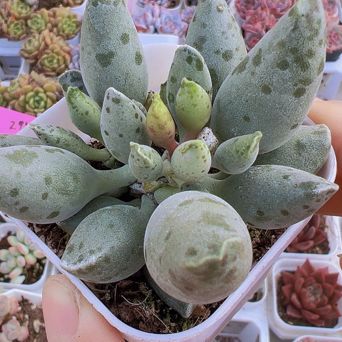 大海豹19包邮多肉植物