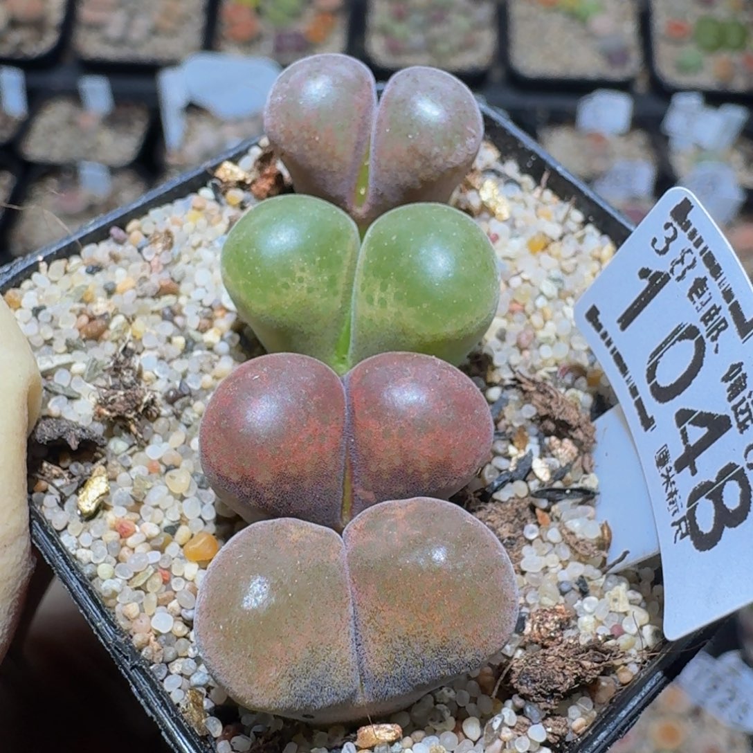 zzzz精品生石花1048