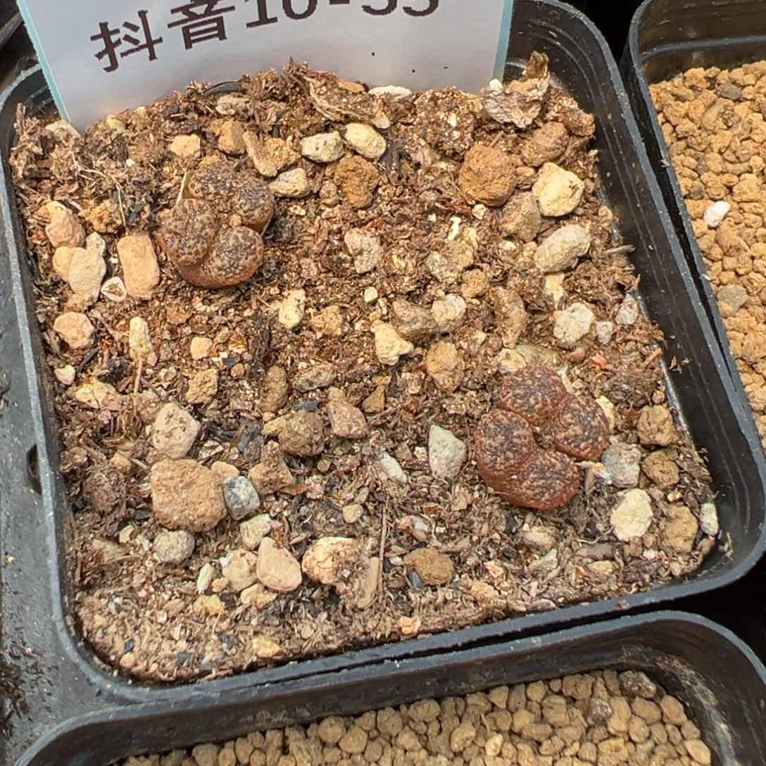 10-55肉锥多肉植物，