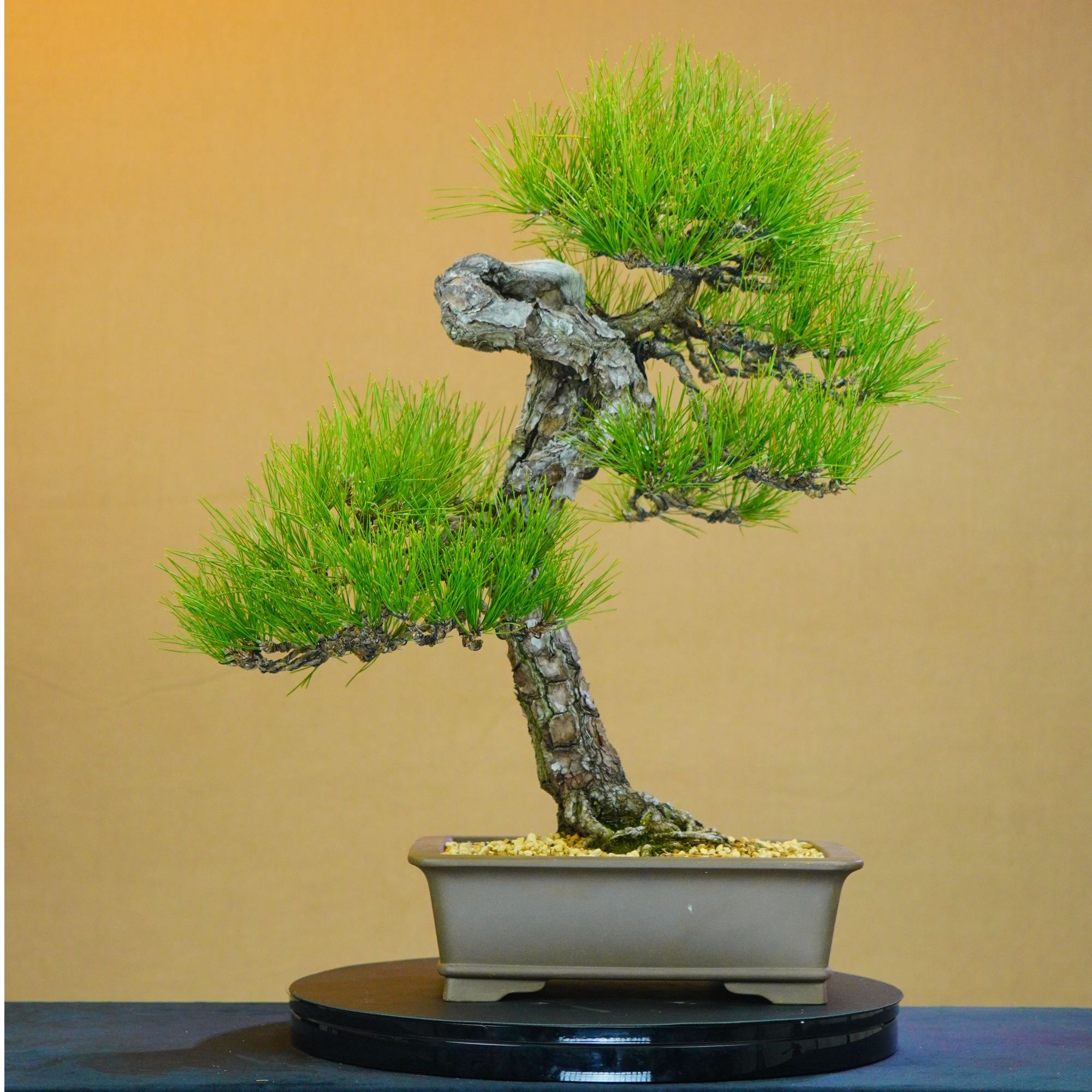 [一园盆栽］三河黑松