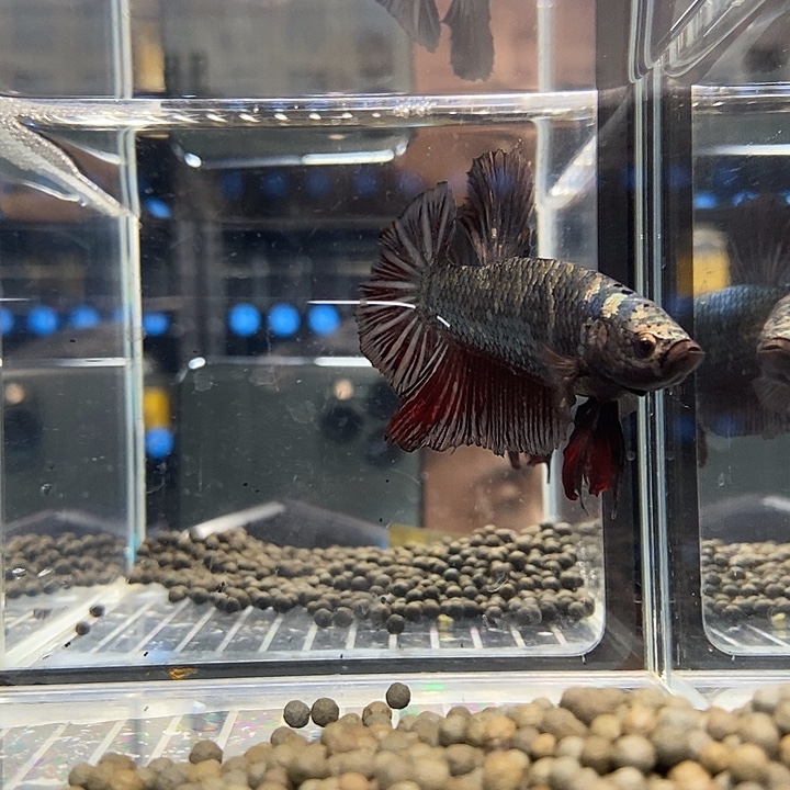 斗鱼黑128号巨斗将军