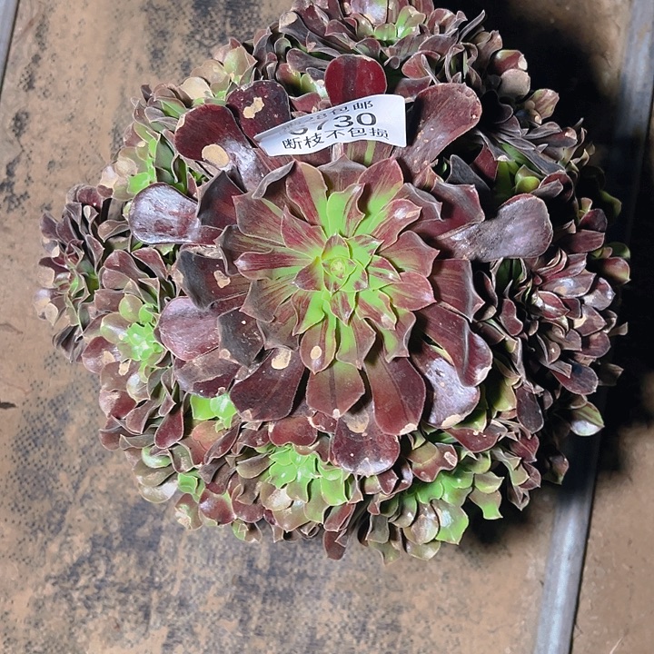 6730欧若拉多肉植物