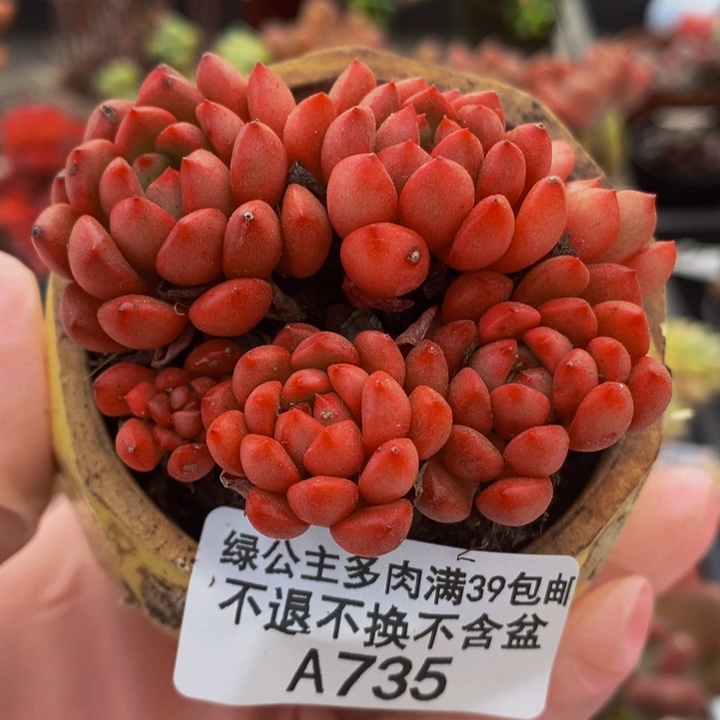 红宝石6 cm735多肉植物