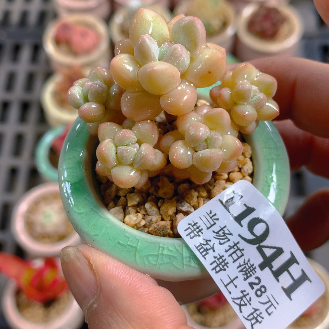 5厘米盆精控多肉1194